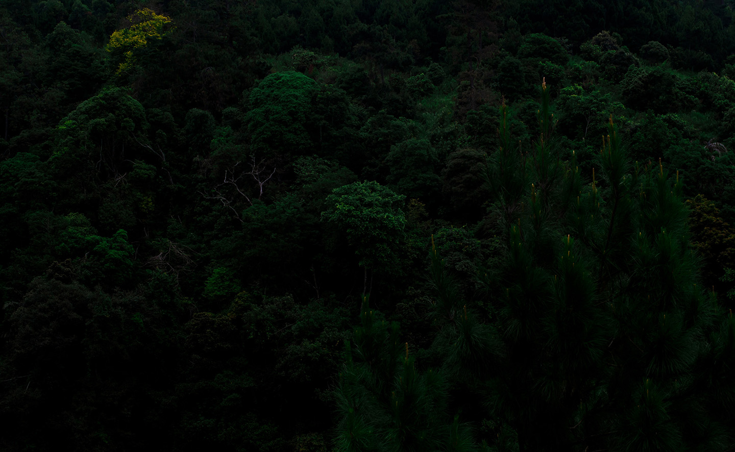 A forest of trees