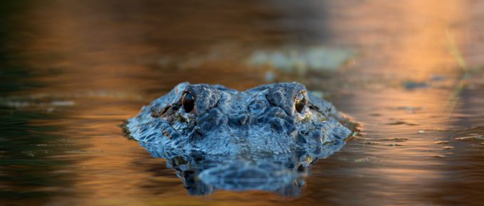 alligator in florida
