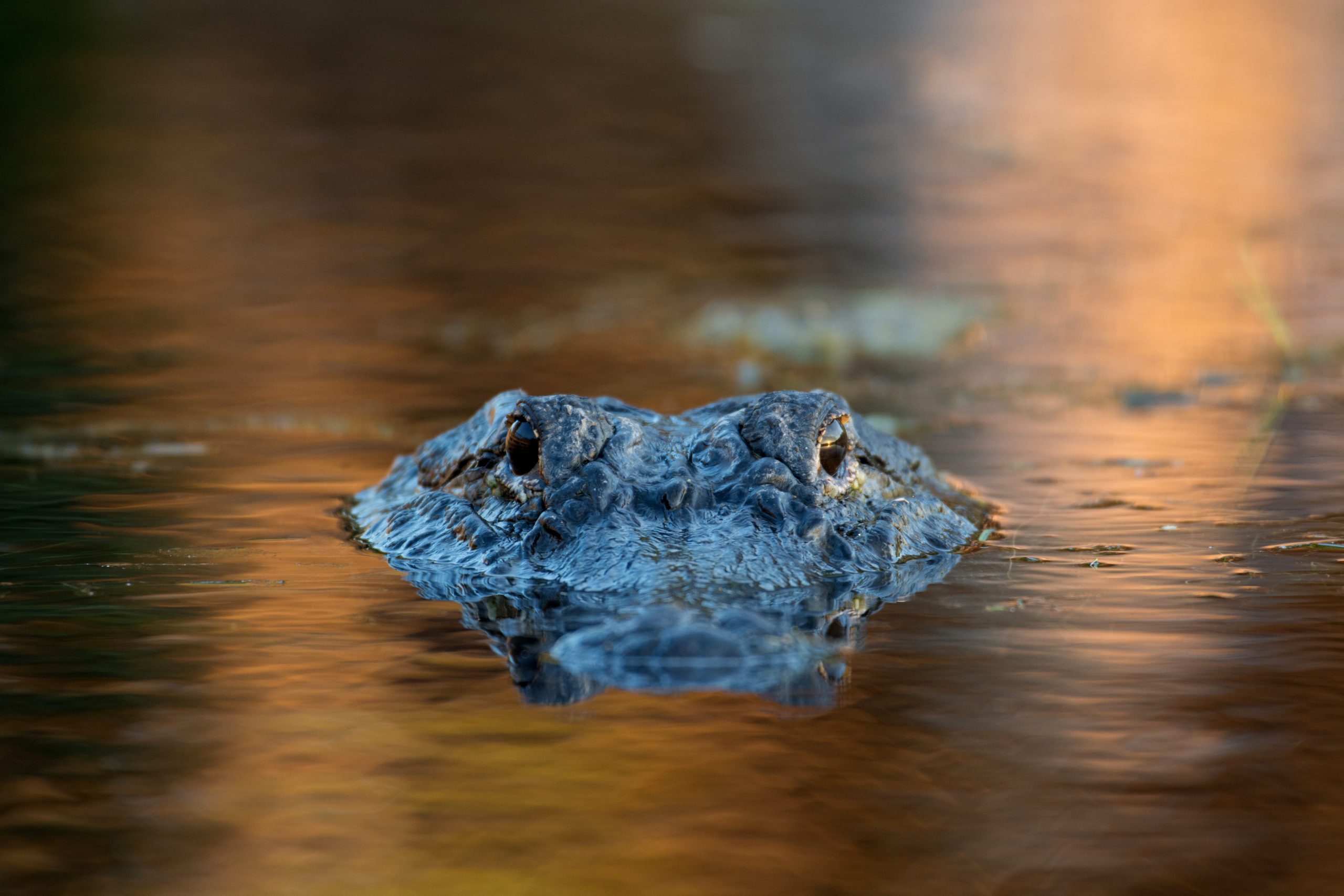 Where To See Alligators in Florida 13 Gator Watching Spots The