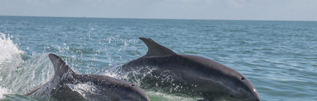 Dolphins