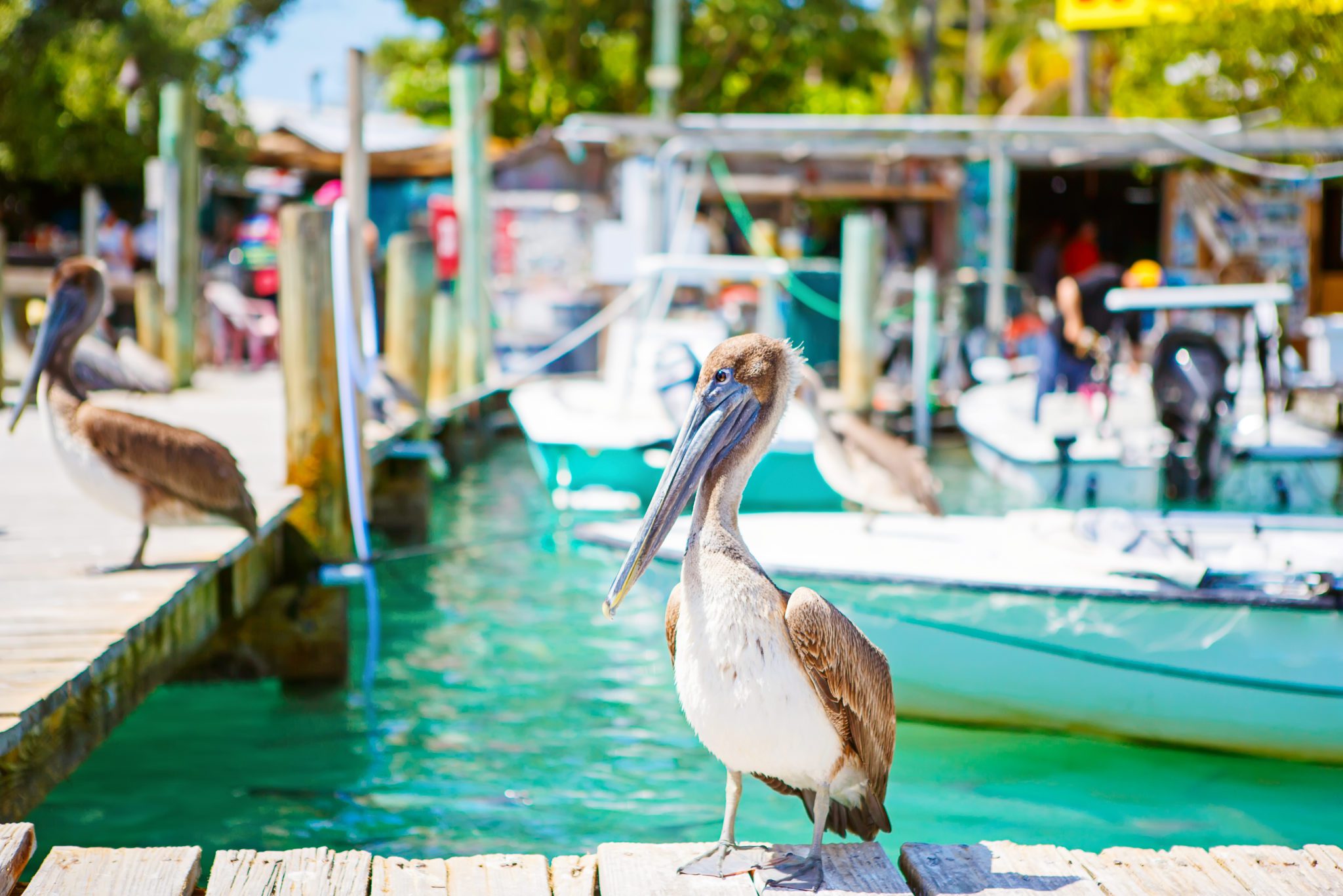 13 of the Best Florida Keys Resorts for Families The Family Vacation