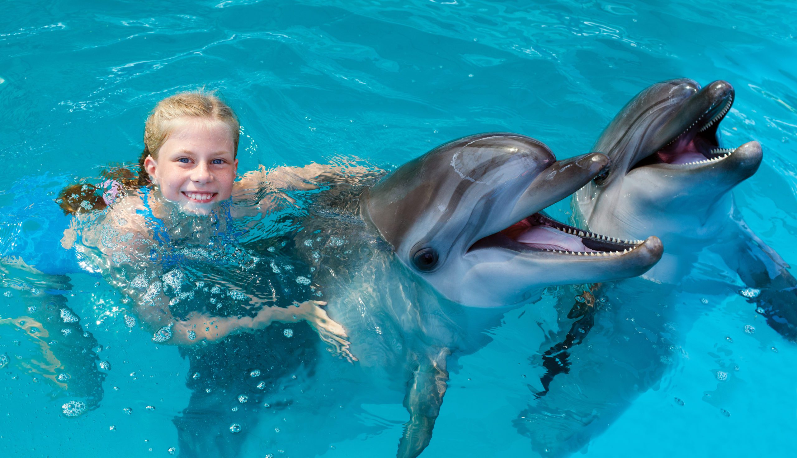 Swim With Dolphins Scaled 
