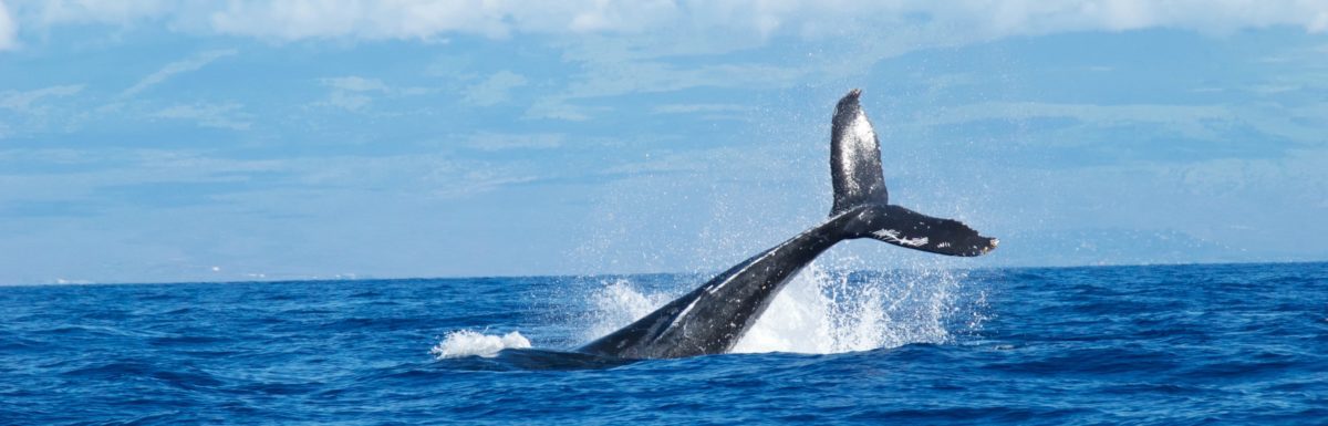 Whales