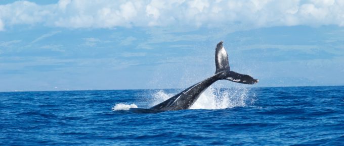 Whales