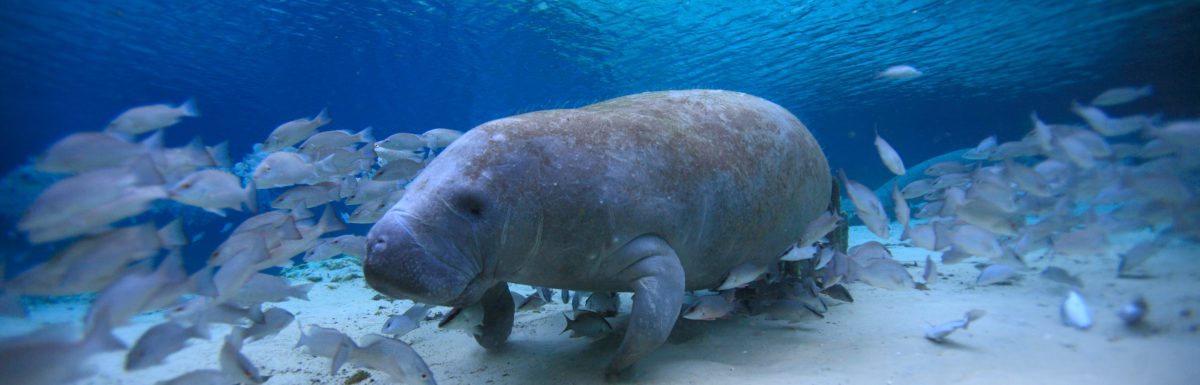 Manatees