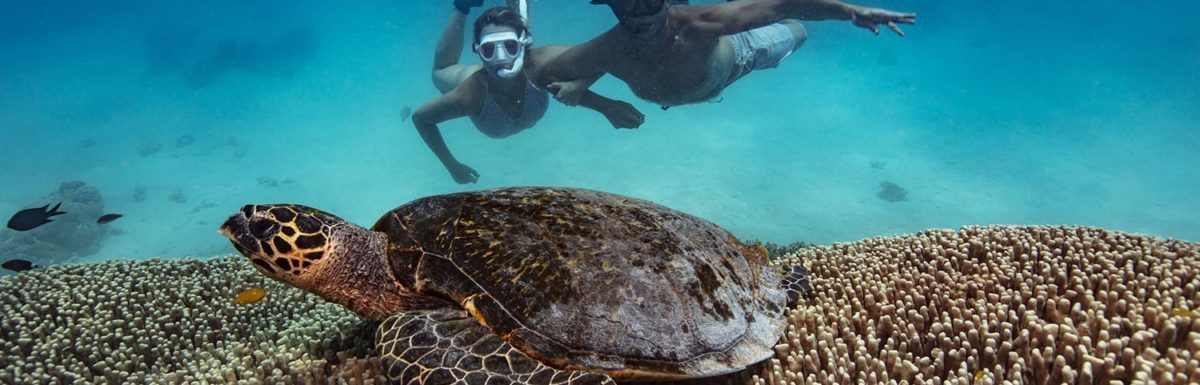 Swim with turtles in Hawaii