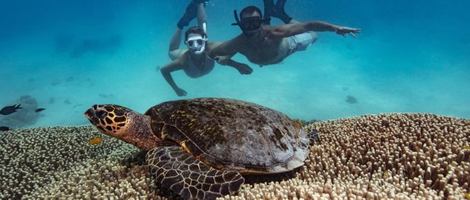 Swim with turtles in Hawaii