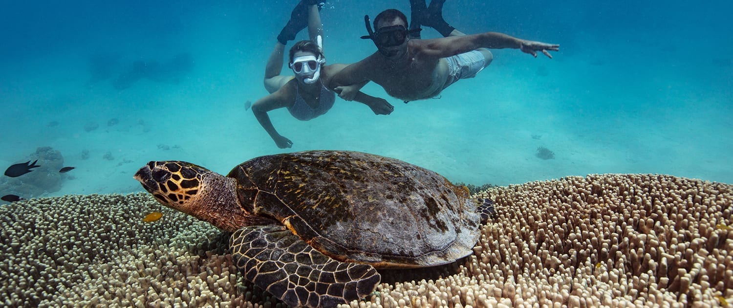 Where Can You Swim Or Snorkel With Turtles In Hawaii The Family