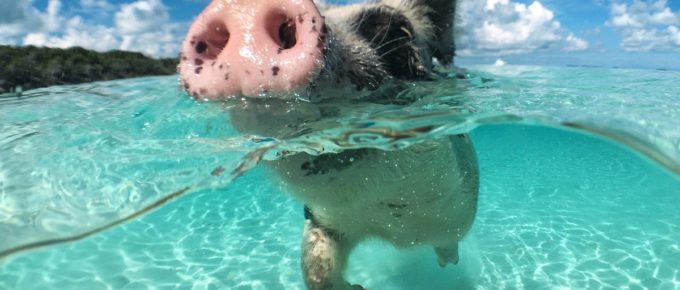 Swim with Pigs