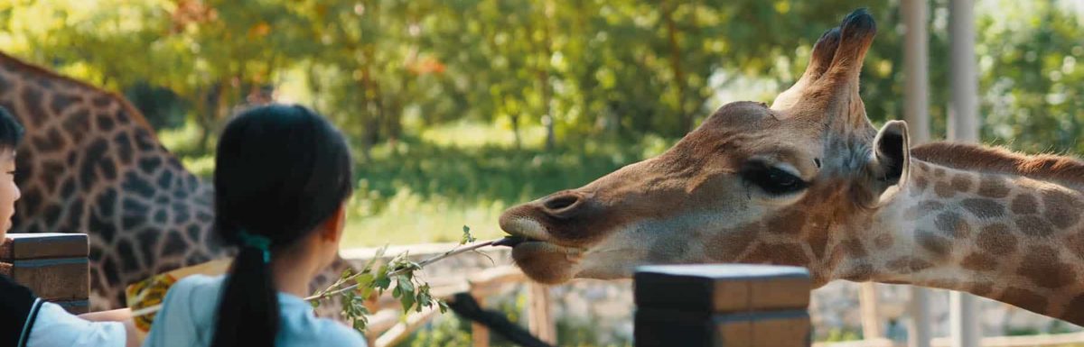 7 of the Best Zoos in Ohio - The Family Vacation Guide