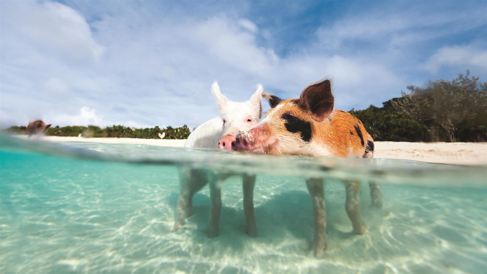 Barbados vs Bahamas Which is Better for Families with Kids? The