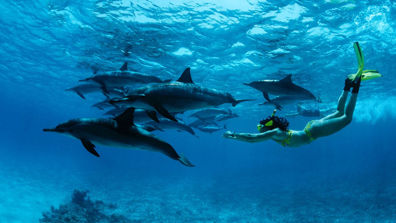 20 of the World's Best Spots to Swim With Dolphins The Family