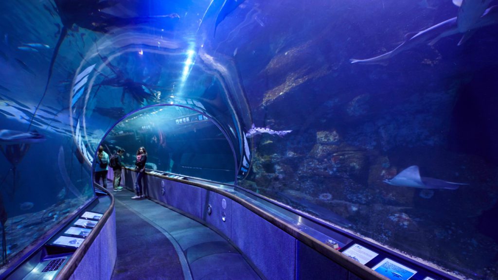 10 of the Best Aquariums in the Midwest The Family Vacation Guide