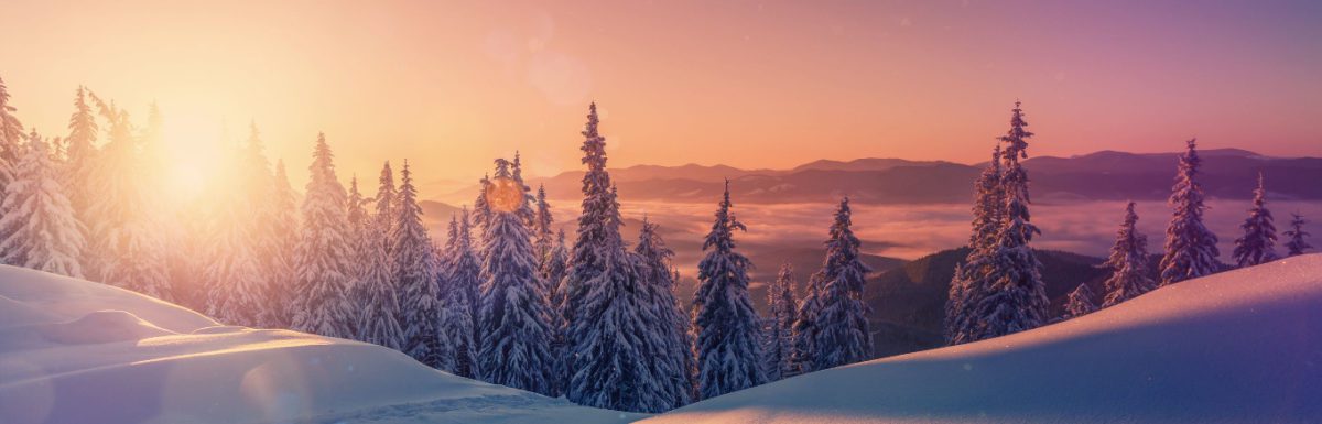 An incredible view of snow-cowered trees, glowing sunlit, during sunset.