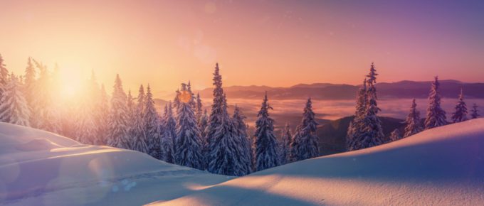 An incredible view of snow-cowered trees, glowing sunlit, during sunset.