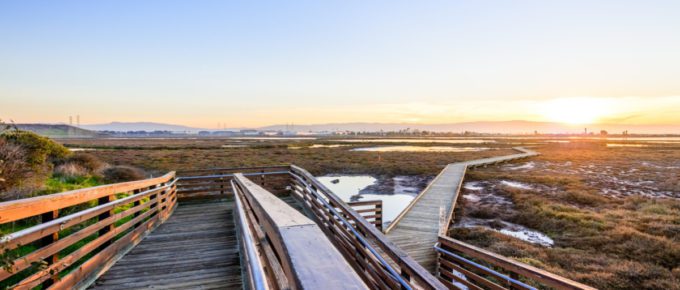 Wooden boardwalk through the tidal marshes of Alviso, Don Edwards San Francisco Bay National Wildlife Refuge in California.