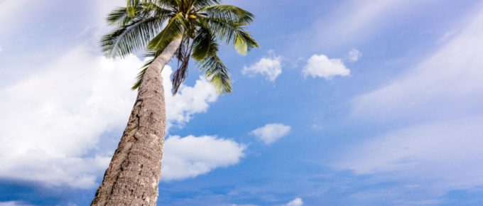 Coconut trees by the sea on a sunny day in Phoenix, Arizona, USA.
