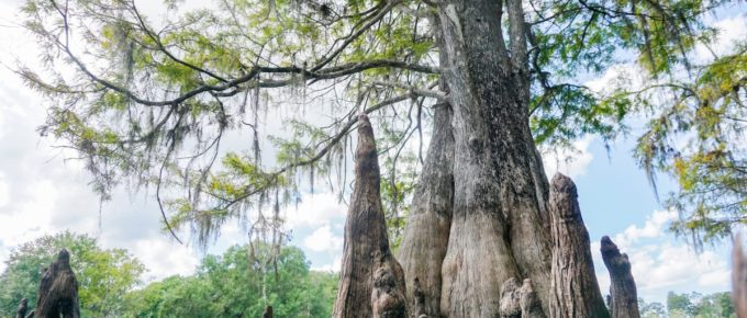 Cypress Tree in Lettuce Lake Park, Florida.