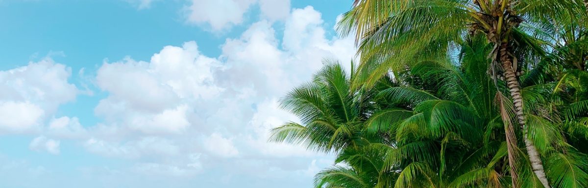 Turquoise water beach with palm trees in Cozumel, Mexico.