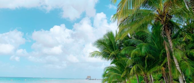 Turquoise water beach with palm trees in Cozumel, Mexico.