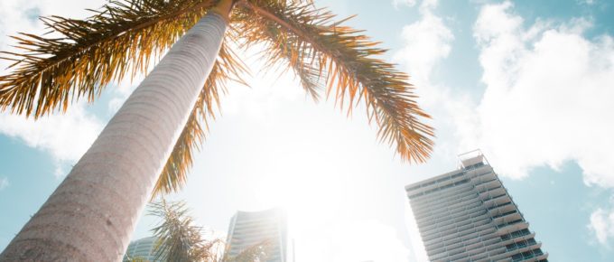 Buildings and palm trees seen on a sunny day in Miami, Florida, USA.
