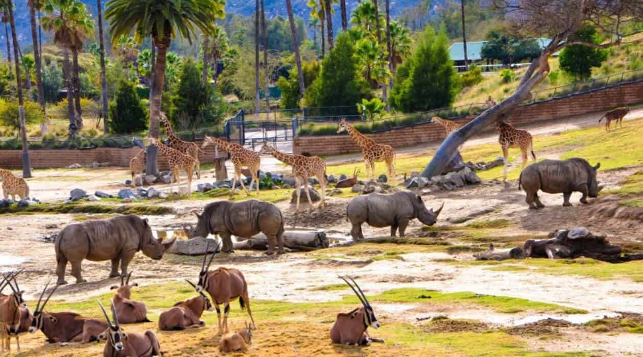 san diego safari tour prices