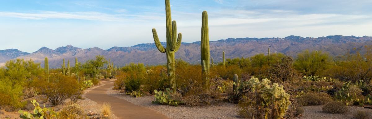 Green cactus during daytime in Saguaro National Park, Arizona, United States.