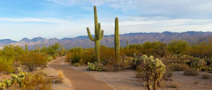 Green cactus during daytime in Saguaro National Park, Arizona, United States.