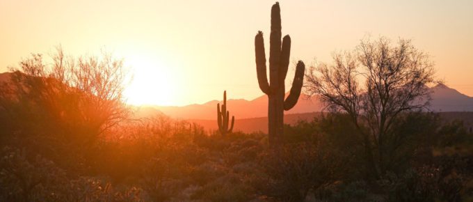 Silhouette of Cactus during sunset in Phoenix, Arizona, USA.