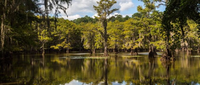 Beautiful view at the Caddo Lake State Park in Texas, USA.