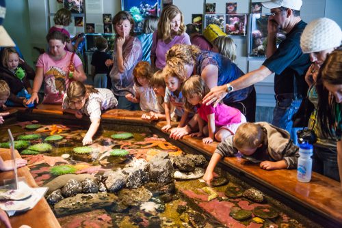 The petting pond at Oregon Coast Aquarium