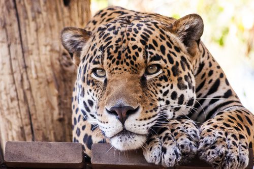 A tiger in Phoenix Zoo, Scottsdale
