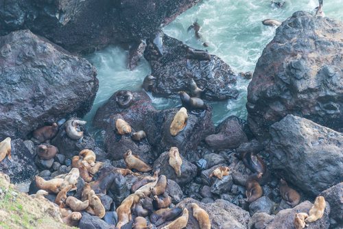 A group of sealions on the coast of Oregon.