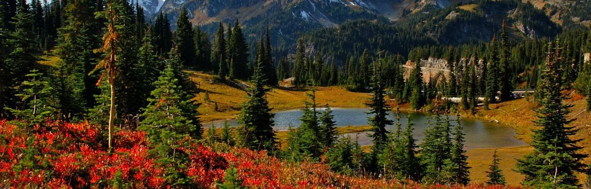 Autumn colours of trees in Mt. Rainier National Park during the day in Washington, USA.