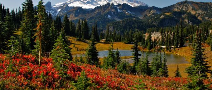 Autumn colours of trees in Mt. Rainier National Park during the day in Washington, USA.