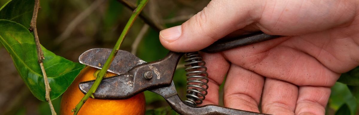 A hand seen picking oranges at an orange grove in Florida.