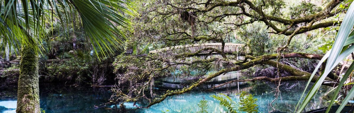 Spring surrounded with lots of trees and grass in Ocala National Forest in Florida, USA.